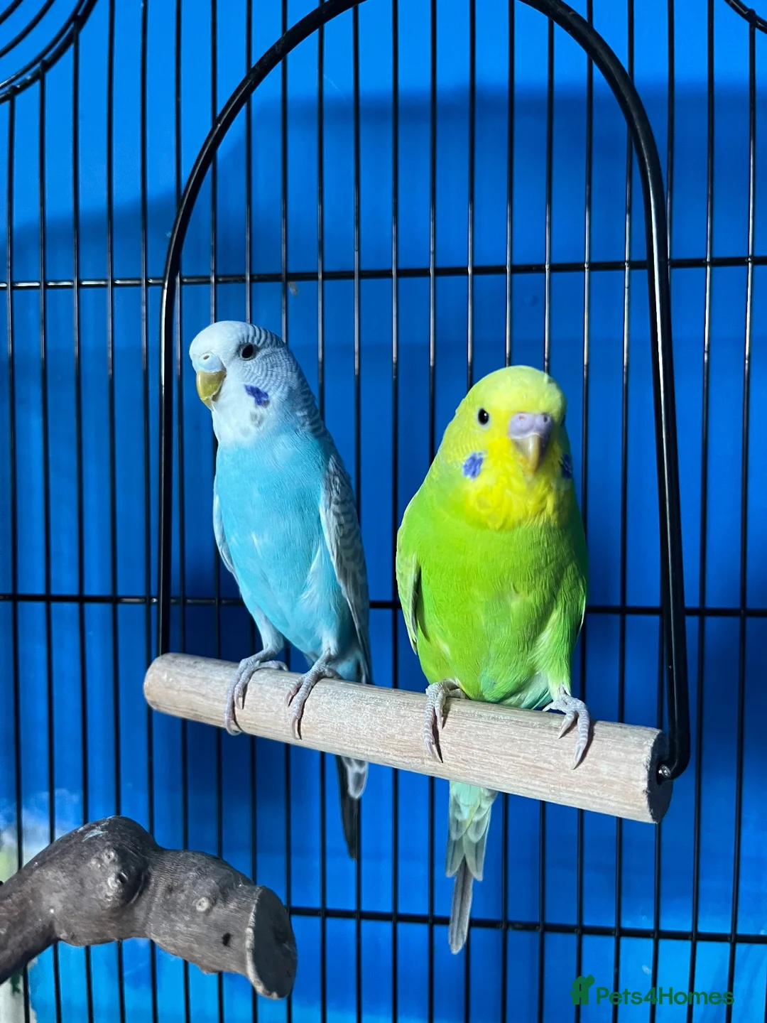 Budgerigars birds for sale: Budgies for Sale - Medium Cage & All Accessories  in Bradford - Advert 2