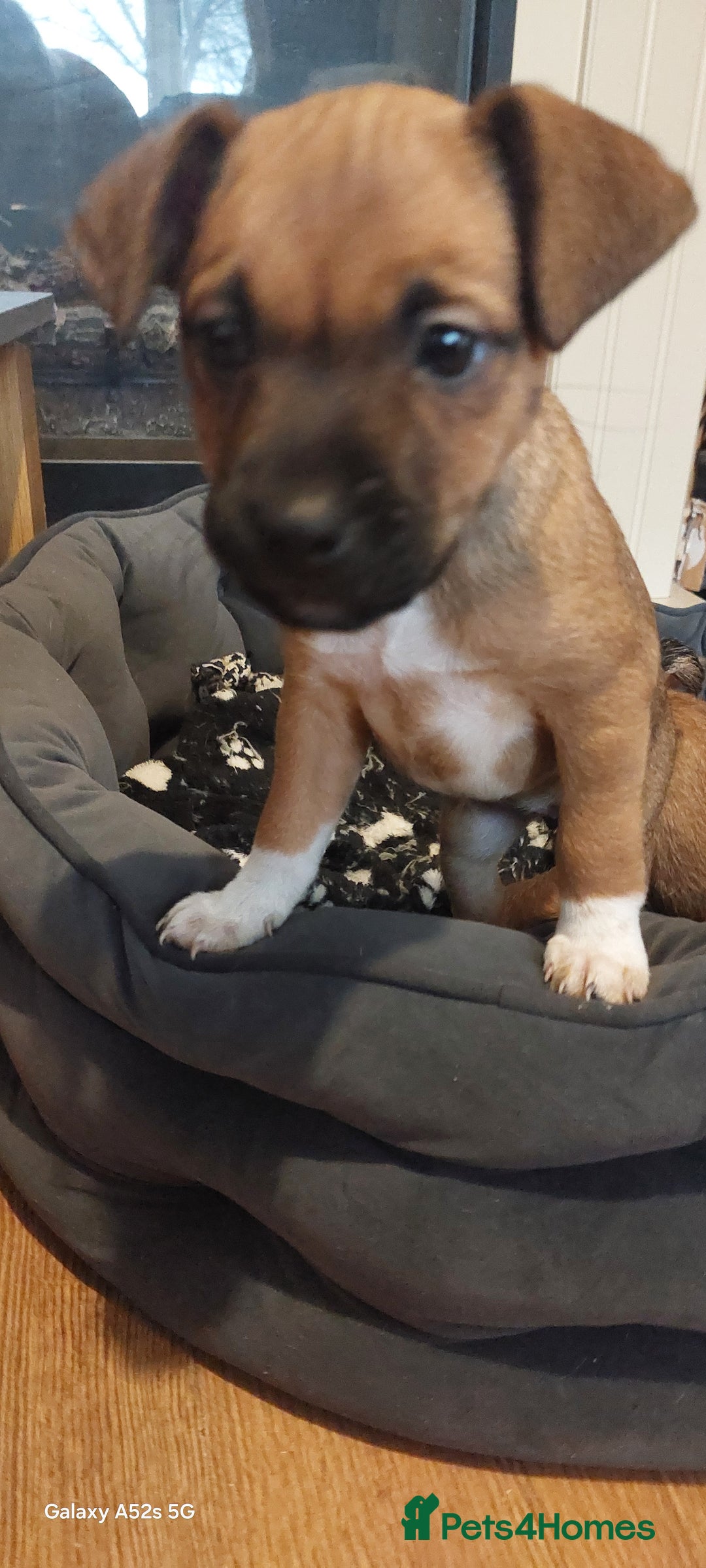 Mixed Breed dogs for sale: Mixed breed pups - Advert 4