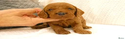 Cockapoo dogs for sale: Stunning Cockapoo puppies for sale in Bolton - Advert 4