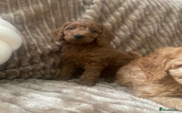 Cockapoo dogs for sale: F1b toy cockapoo  - Image 8