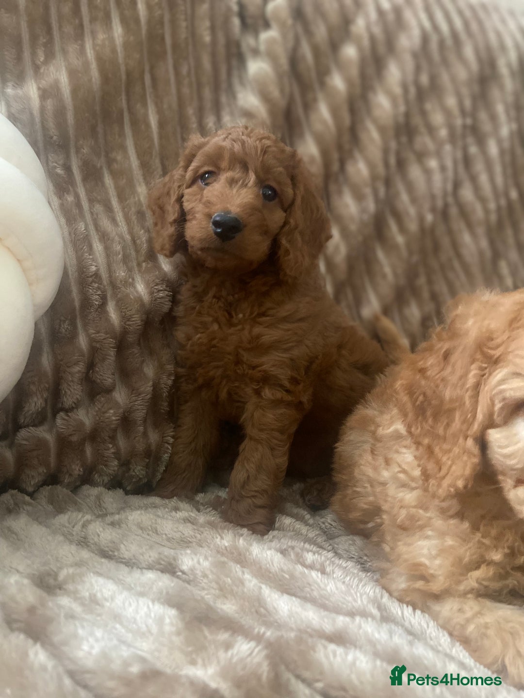 Cockapoo dogs for sale: F1b toy cockapoo  - Image 8