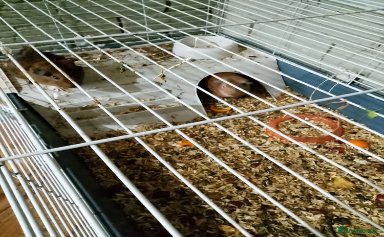 Guinea Pig rodents - Advert 11