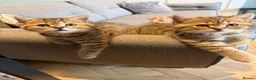 British Shorthair cats for sale: 3 x British Shorthair Kittens - Gold/White/Grey - Advert 2