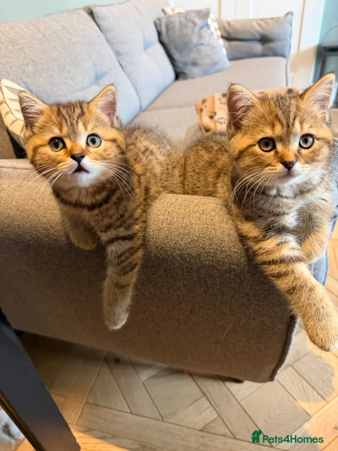 British Shorthair cats for sale: 3 x British Shorthair Kittens - Gold/White/Grey - Advert 2