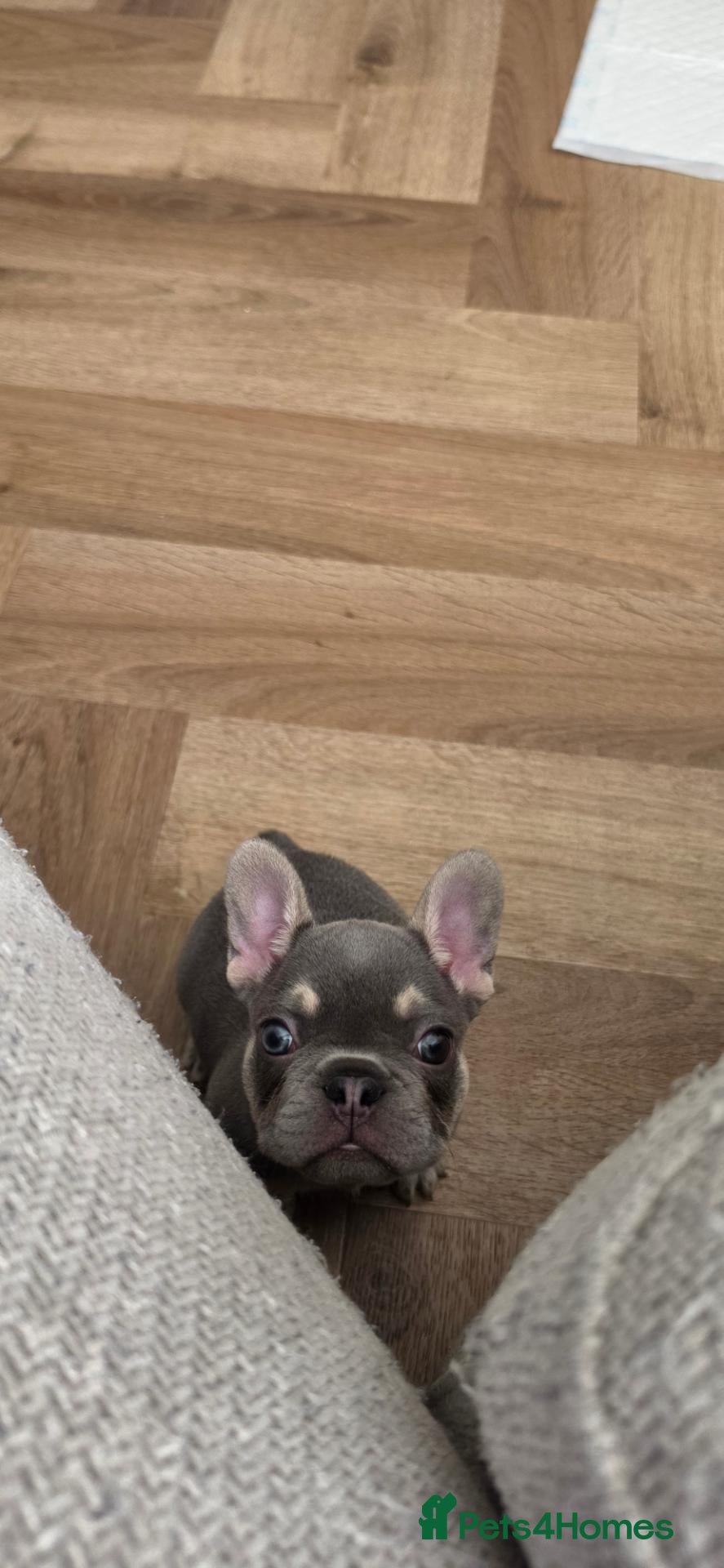 French Bulldog dogs Last Male Lilac & fawn French Bulldog - Advert 17