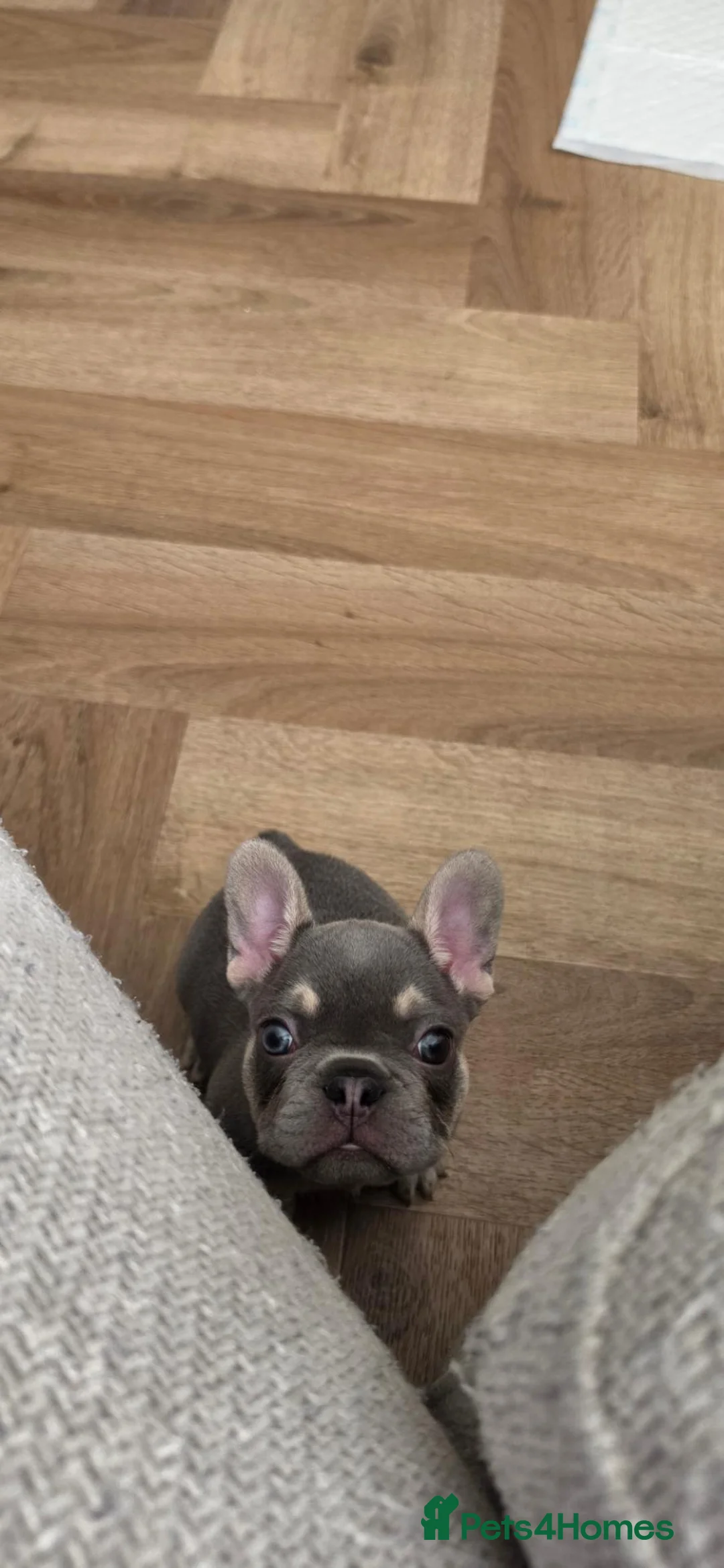 French Bulldog dogs for sale: Last Male Lilac & fawn French Bulldog - Advert 1