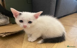 Mixed Breed cats for sale: 2 beautiful mixed European female kittens  - Image 5