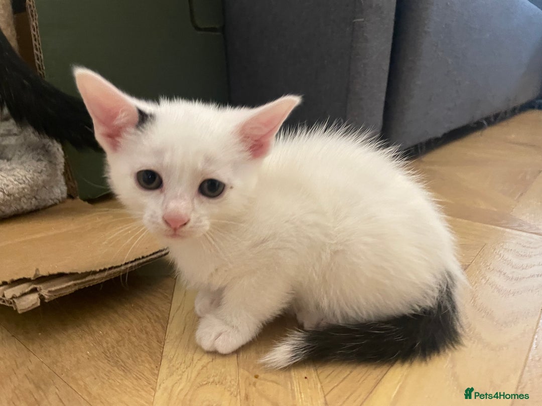 Mixed Breed cats for sale: 2 beautiful mixed European female kittens  - Image 5