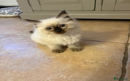 Ragdoll cats for sale: Ragdoll Kittens - Advert 4