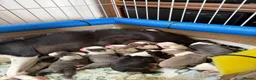 Boston Terrier dogs for sale: KC registered Boston Terrier Puppies  in Swanage - Advert 20