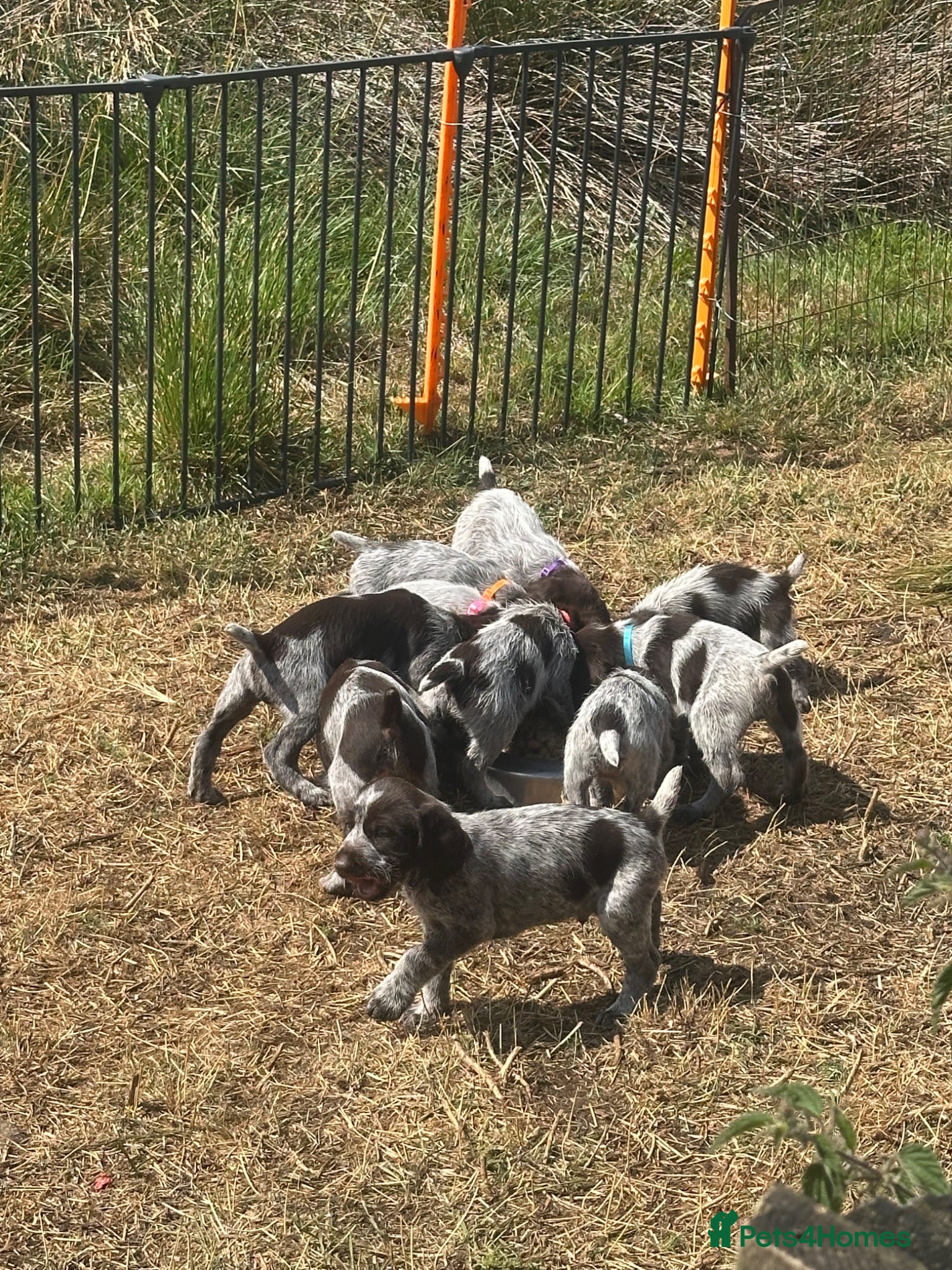 German Wirehaired Pointer dogs Wiredhaired German pointer pups  - Advert 3