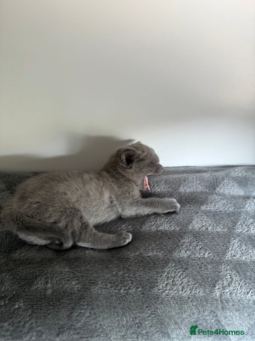 Ragdoll cats for sale: Beautiful Ragdoll X Kittens For Sale 🐾  - Image 4