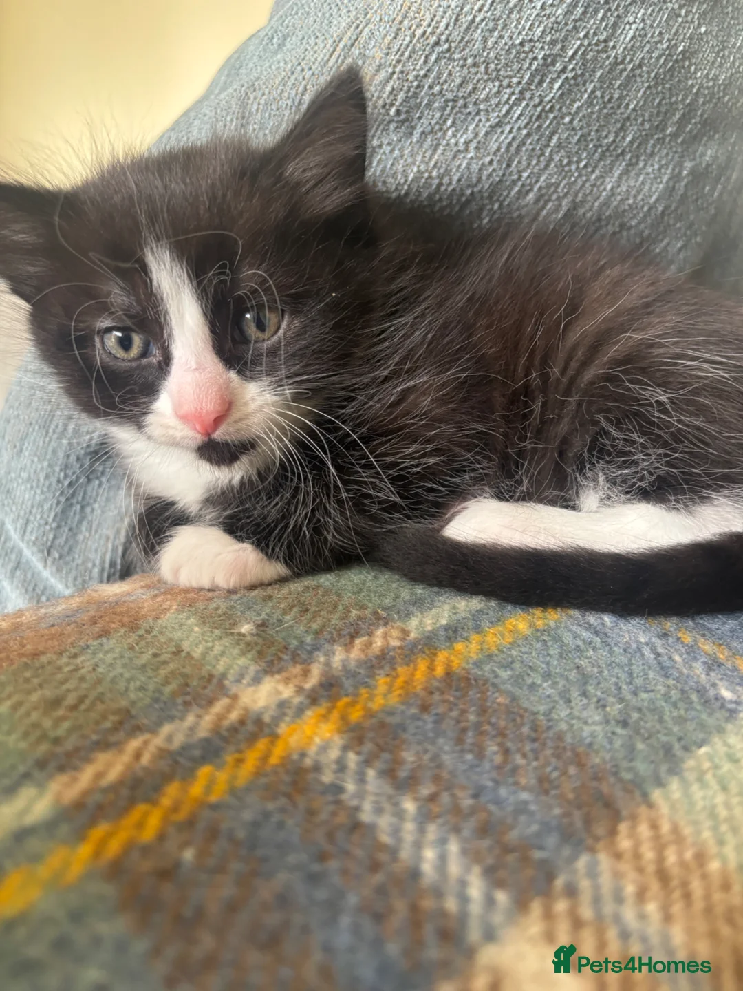 Mixed Breed cats for sale: Two long haired boys ready - Advert 9