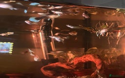 Other/Mixed Breed fish for sale: guppys - Advert 1