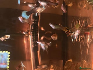 Other/Mixed Breed fish guppys - Advert 1