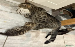 Bengal cats for sale: Tabby kittens  - Image 2