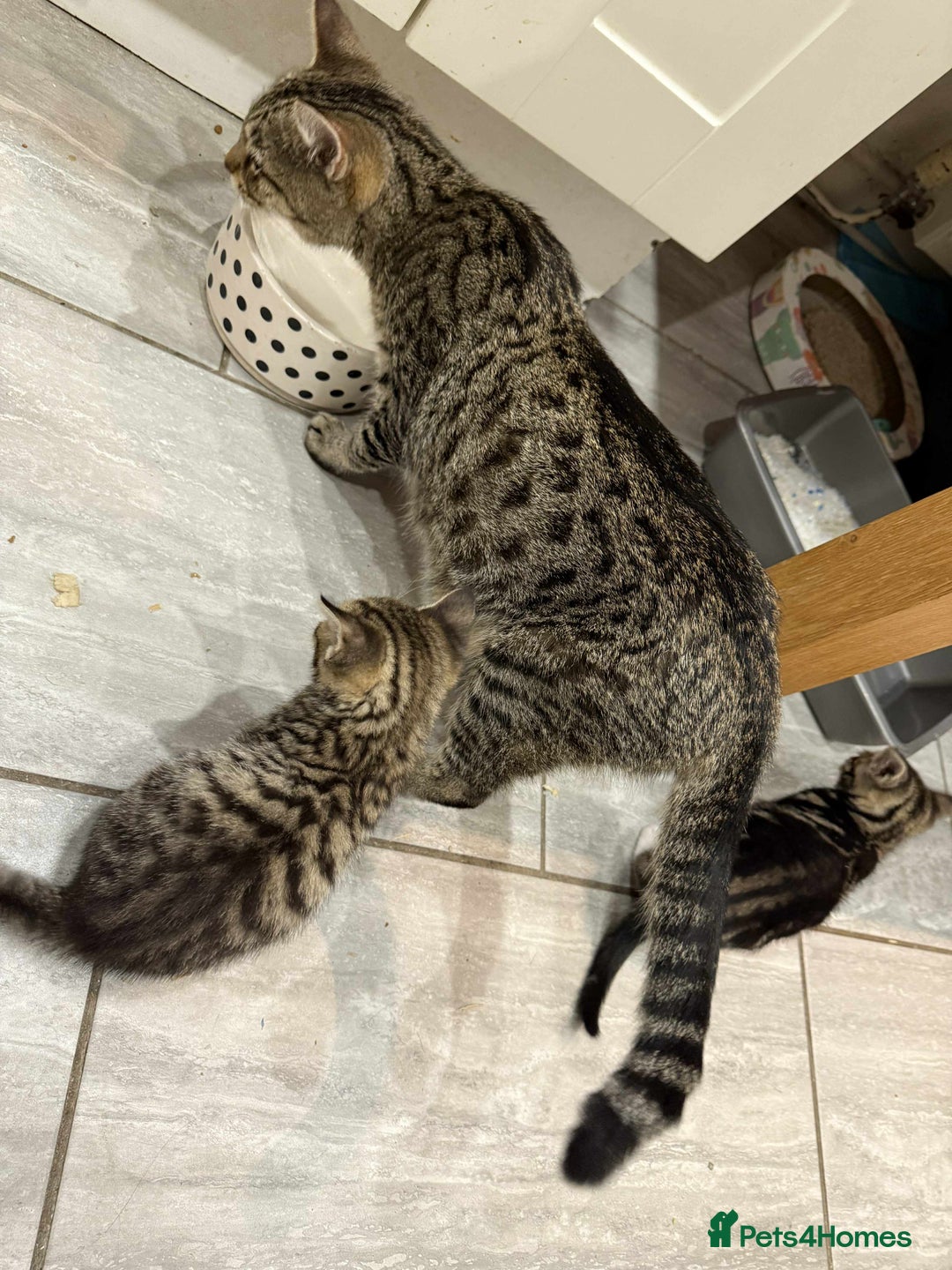 Bengal cats for sale: Tabby kittens  - Image 2
