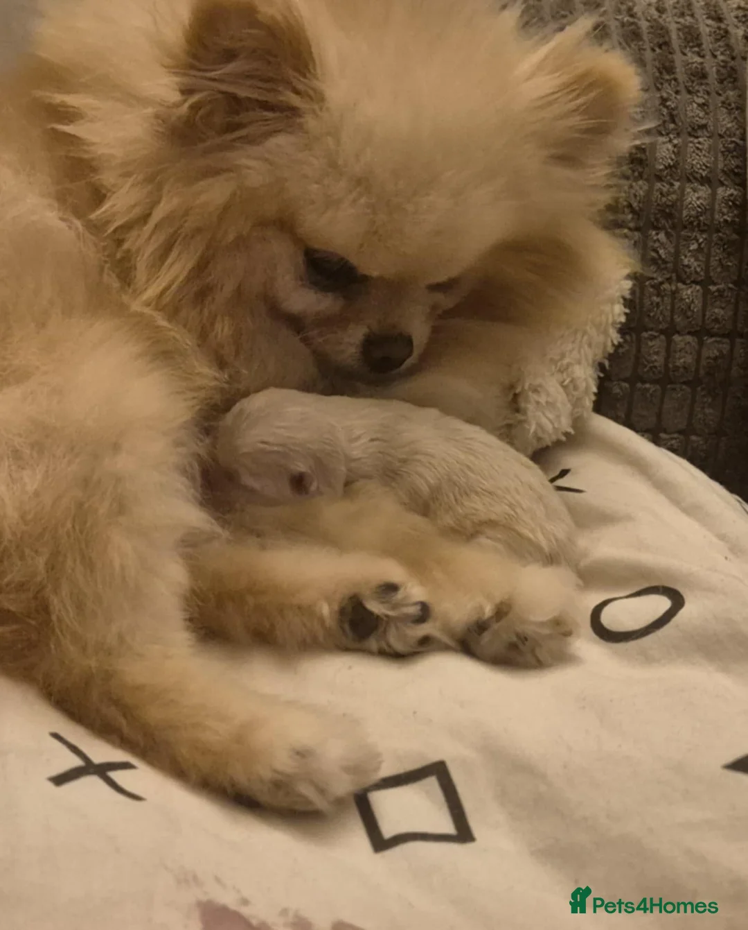 Pomeranian dogs for sale: Tiny Pomeranian girl based in Boston area - Advert 5