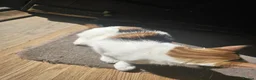 Mixed Breed cats for sale: Cute cat ready for new home - Advert 4