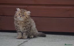 British Longhair cats for sale: TICA British Longhair Kittens  - Image 2