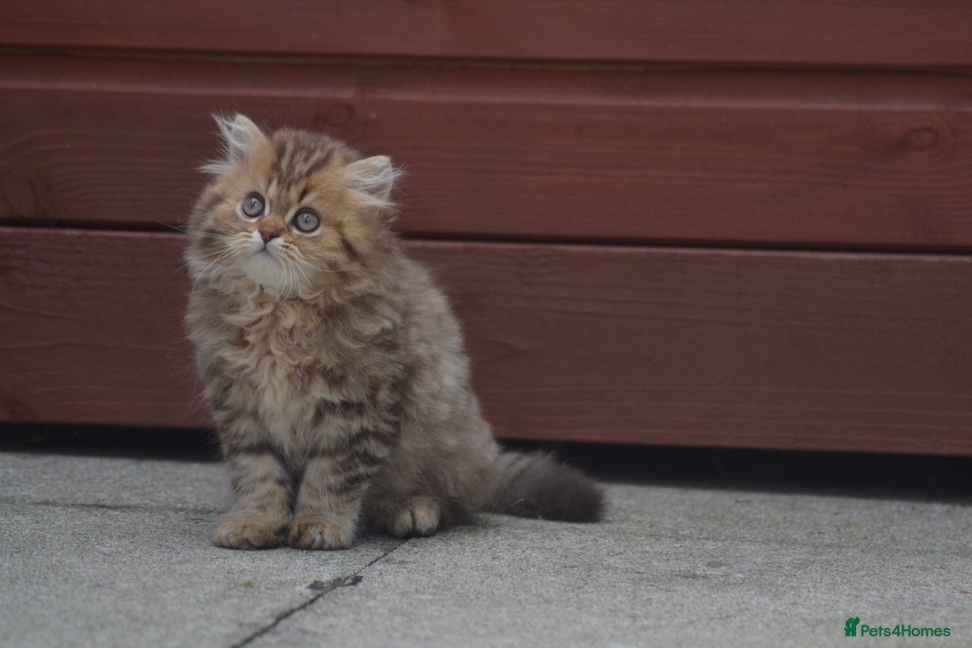 British Longhair cats for sale: TICA British Longhair Kittens  - Image 2