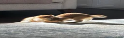 British Shorthair cats for sale: Stunning British Golden Kittens For Sale - Advert 6