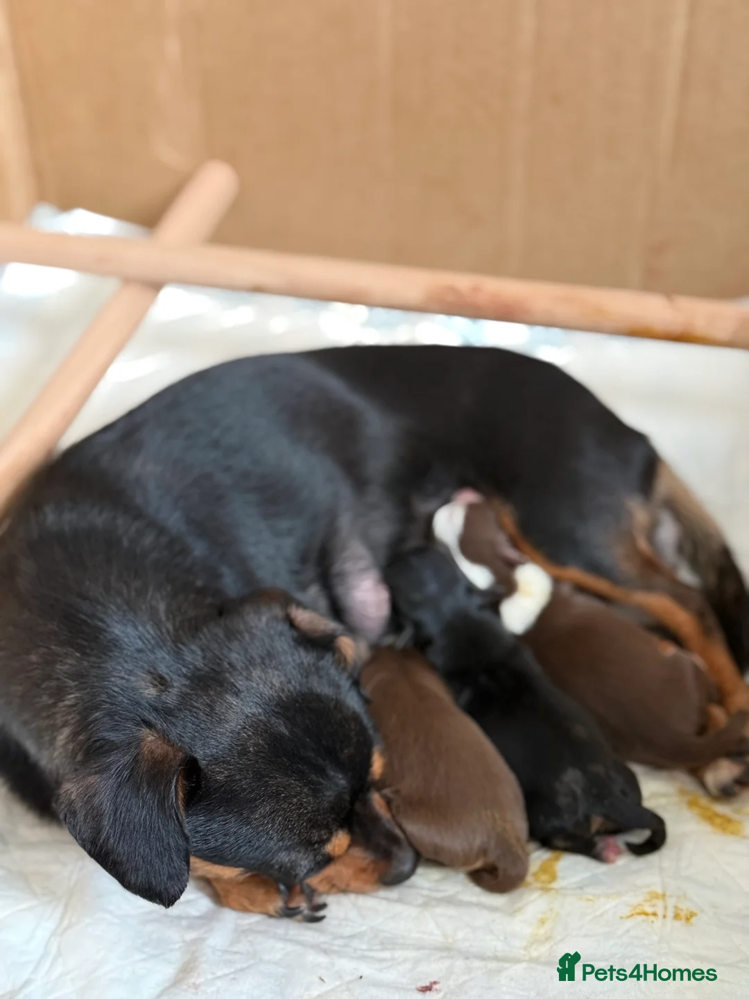 Chiweenie dogs for sale: Chiweenie pups! - Advert 30