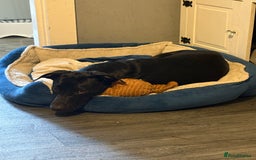 Mixed Breed dogs for sale: 7 month old Labrador x - Image 2