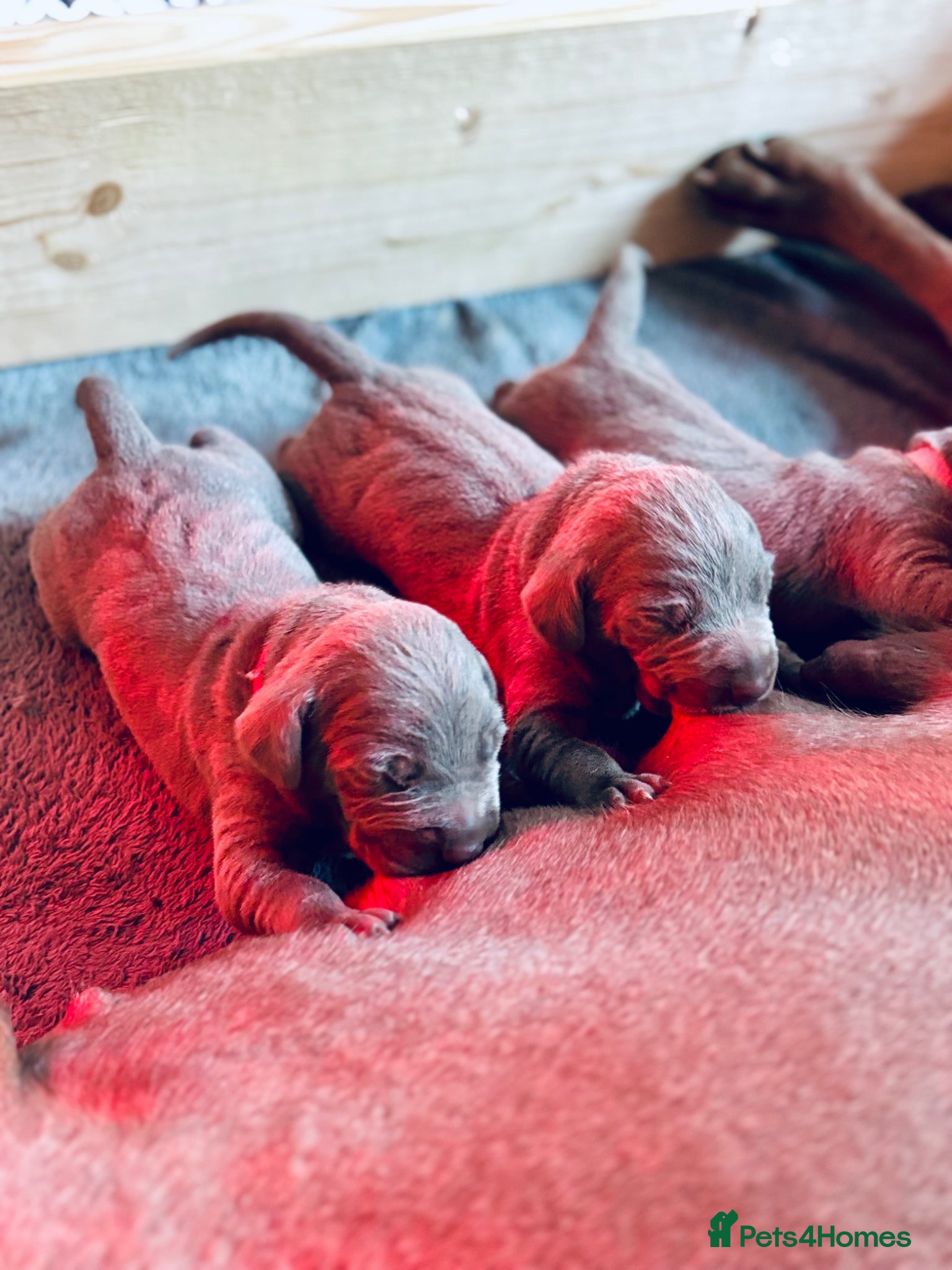 Mixed Breed dogs WEIMARMAN CHAMPION BLOODLINE PUPS - Advert 12