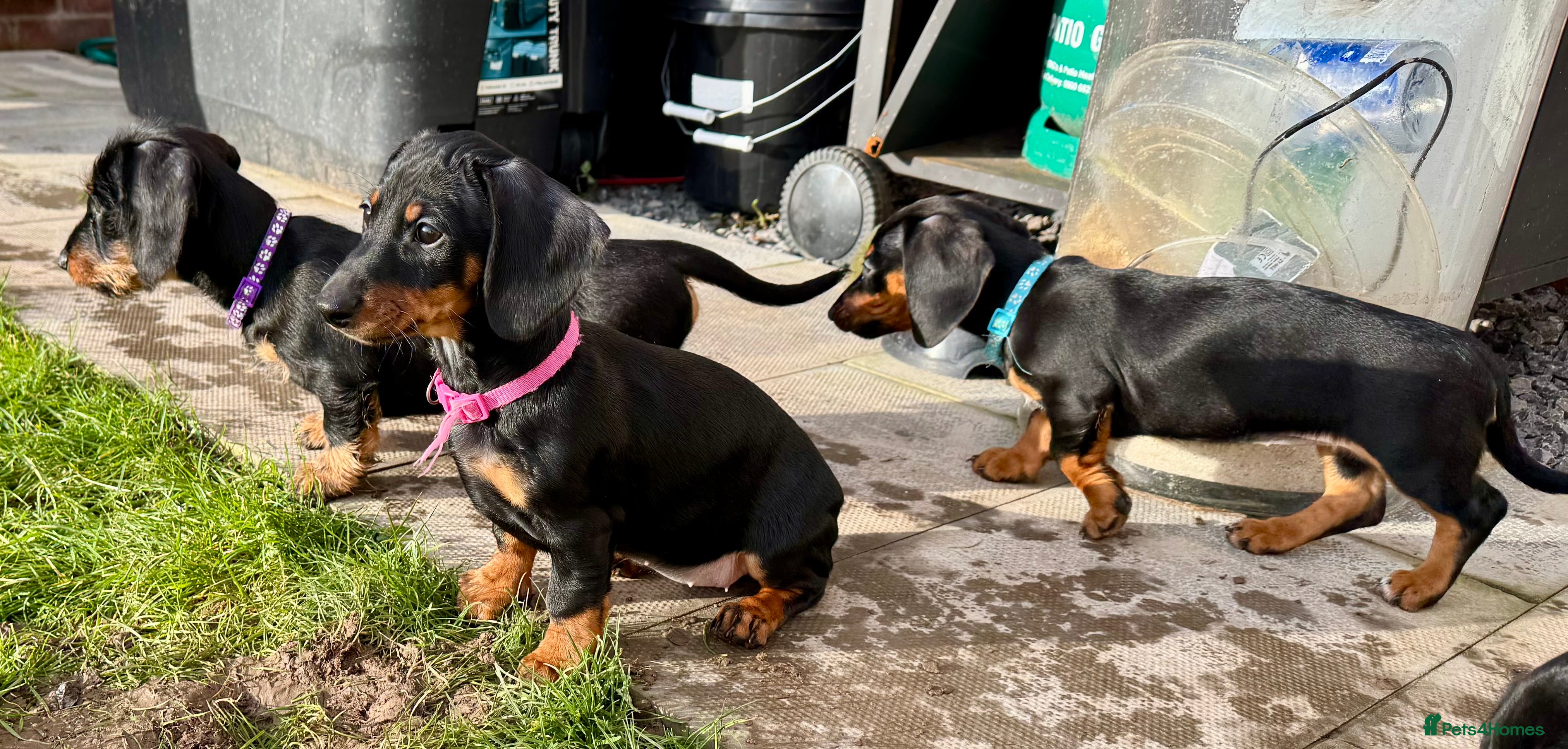 Dachshund dogs Dachshund X standard smooth & wirehaired Teckel - Advert 18