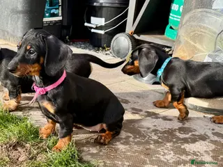 Dachshund dogs Dachshund X standard smooth & wirehaired Teckel - Advert 18