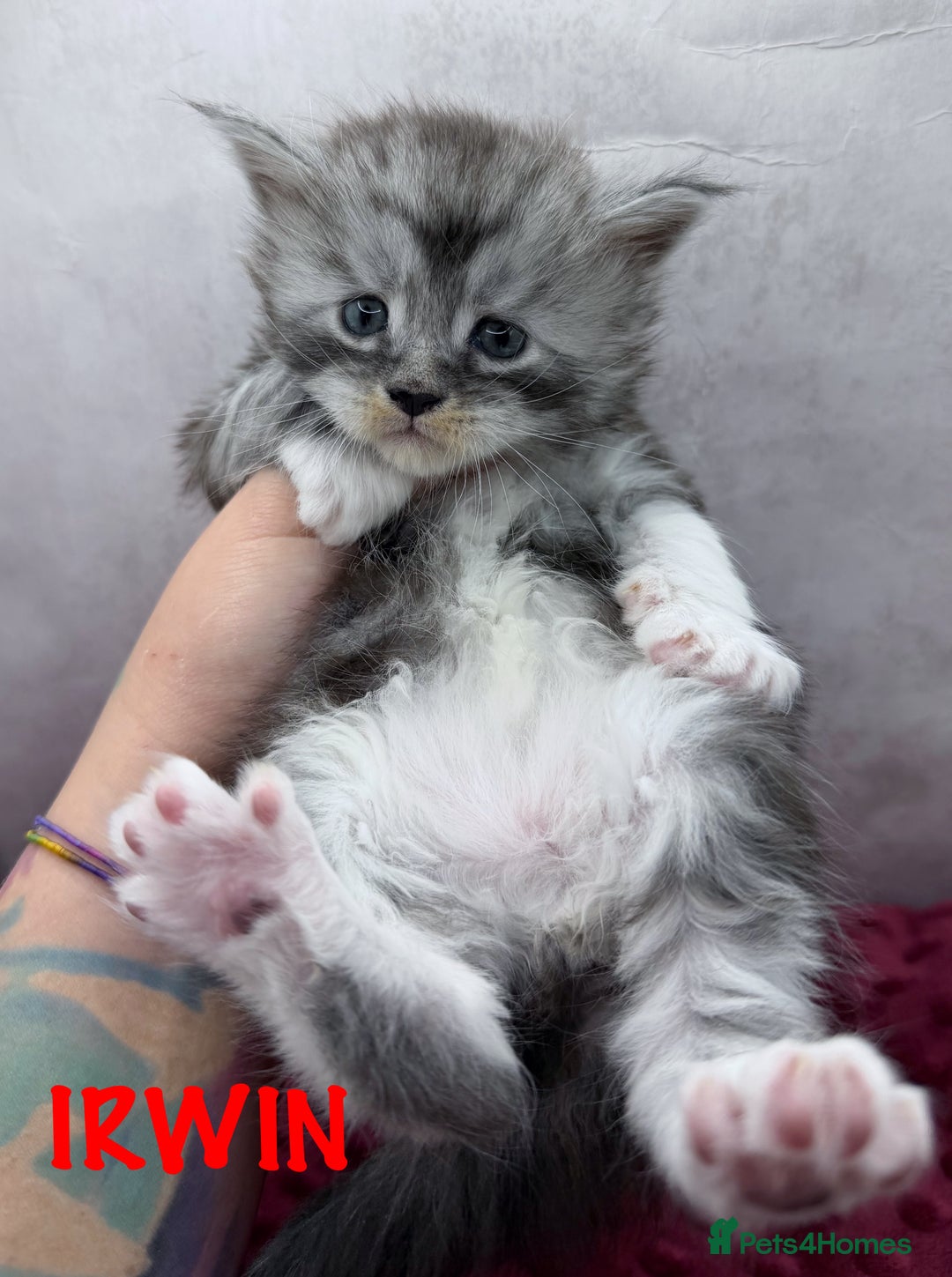 Maine Coon cats for sale: Maine Coon kittens Tica Reg.  - Advert 7
