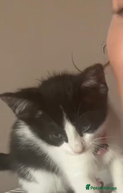 Mixed Breed cats Female kitten  - Advert 3