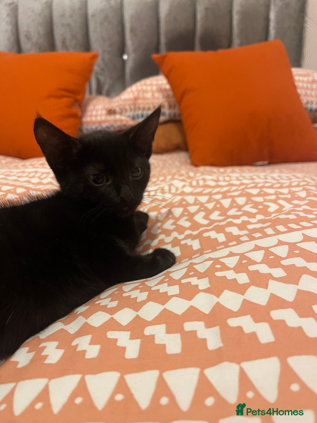 Bombay cats for sale: Black kitten - Advert 3