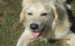 Golden Retriever dogs for sale: kc reg golden retriever puppies - Image 2