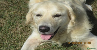 Golden Retriever dogs - Advert 8