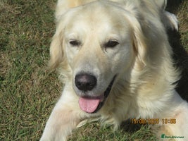 Golden Retriever dogs - Advert 5