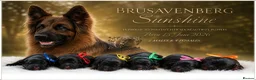 German Shepherd dogs for sale: LONGHAIRED SHOW TYPE GSD PUPPIES KC DNA - Advert 1
