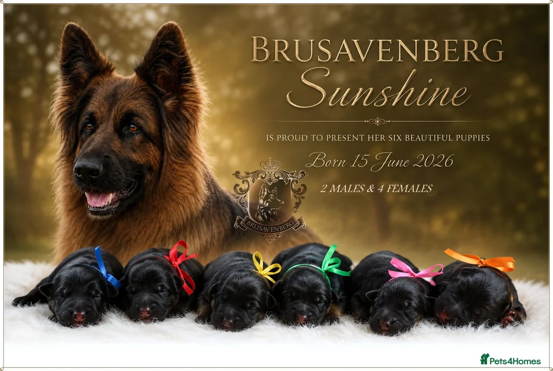 German Shepherd dogs for sale: LONGHAIRED SHOW TYPE GSD PUPPIES KC DNA - Advert 1