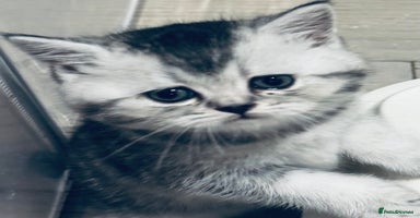 Scottish Fold cats - Advert 2