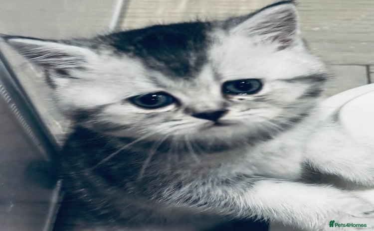 Scottish Fold cats - Advert 1