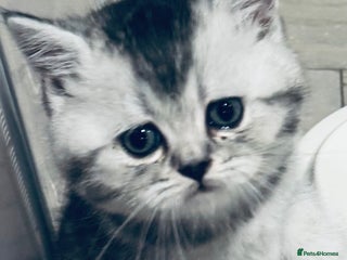 Scottish Fold cats - Advert 4
