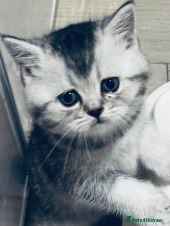 Scottish Fold cats - Advert 1