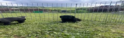 Springador dogs for sale: Springador Puppies - Advert 4