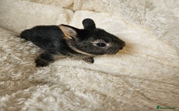 Netherland Dwarf rabbits for sale: Netherland Dwarf bunnies - Image 25