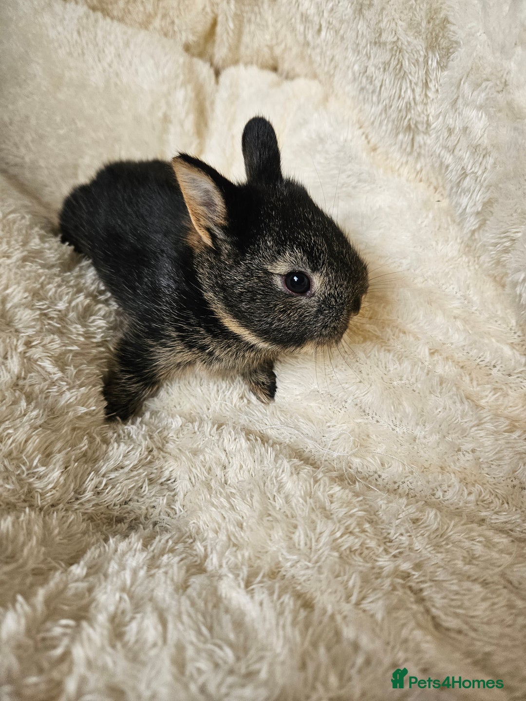 Netherland Dwarf rabbits for sale: Netherland Dwarf bunnies - Image 25