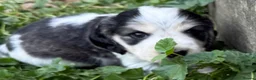 Cocker Spaniel dogs for sale: OUTSTANDING KC SHOW COCKER SPANIELS  - Advert 21