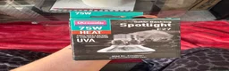 Corn Snake reptiles for sale: Gorgeous Cinder Corn Snake and full set up in Andover - Advert 14