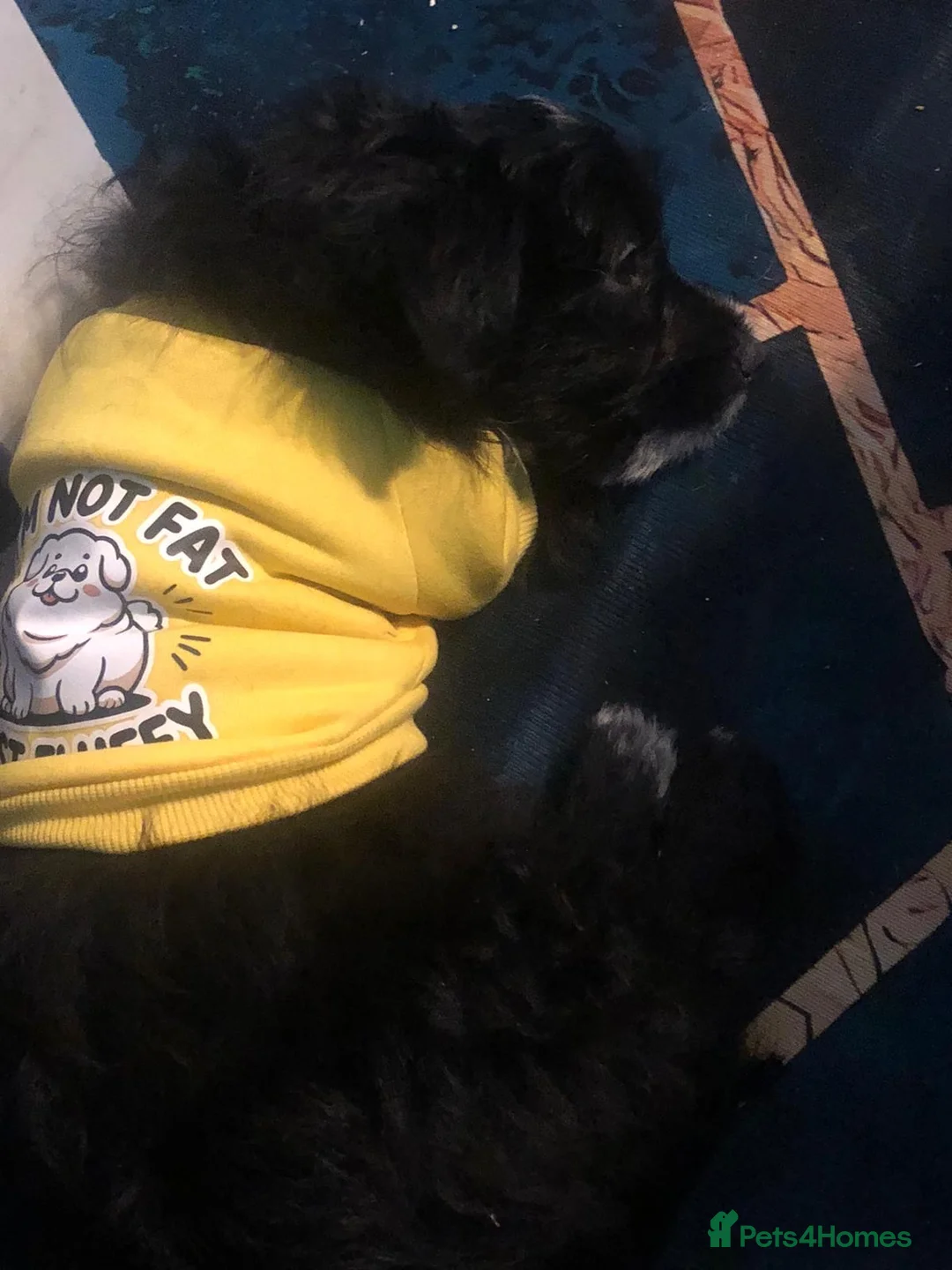 Mixed Breed dogs for sale: Maltipom puppies are now ready for new homes - Advert 29