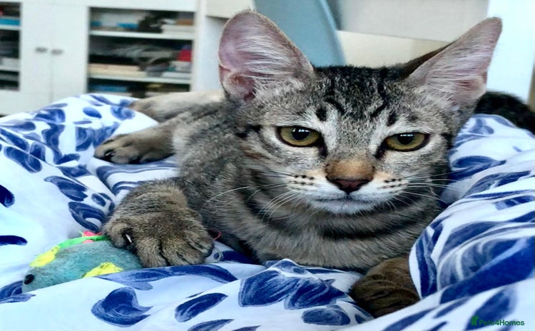 Mixed Breed cats - Advert 2